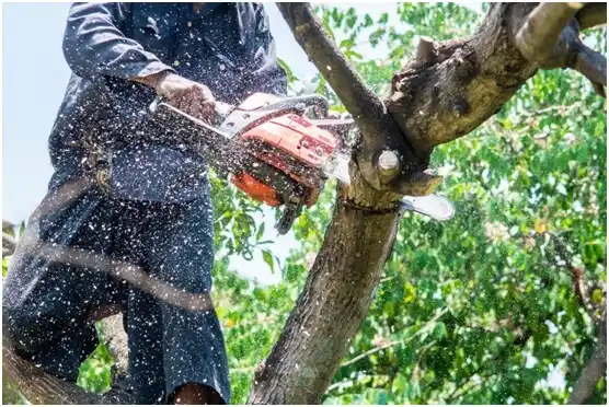 tree services Seminole